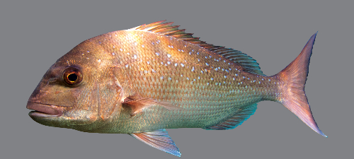 snapper-157 snapper-157